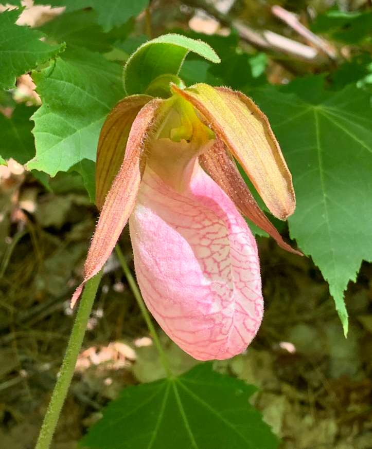 ladyslipper