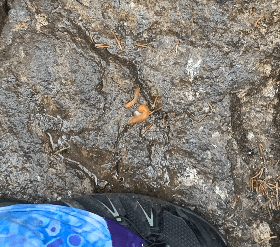image of two slugs on a rock