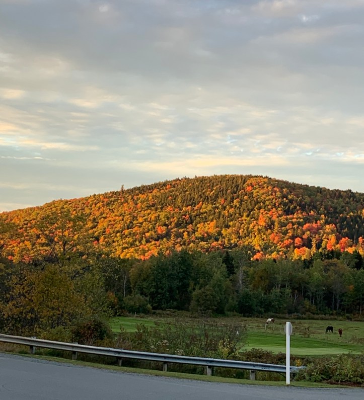 hillside with fall foliage, some cows in the foreground